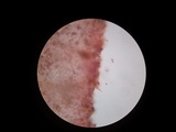 Psathyrella delineata image