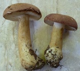 Tylopilus rubrobrunneus image