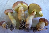 Xerocomus hortonii image