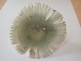 Russula heterophylla image