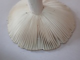 Russula heterophylla image