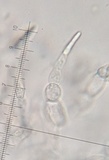 Russula heterophylla image
