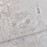 Russula heterophylla image