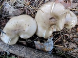 Lyophyllum decastes image