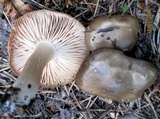 Lyophyllum fumosum image