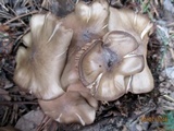 Lyophyllum decastes image