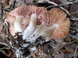 Lyophyllum decastes image