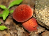 Baorangia bicolor image