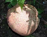 Baorangia bicolor image