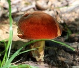 Baorangia bicolor image