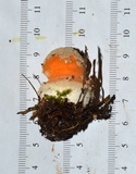 Amanita roseitincta image