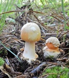 Amanita roseitincta image
