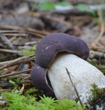 Tylopilus alboater image