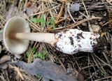 Amanita battarrae image