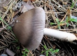 Amanita battarrae image