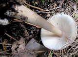 Amanita battarrae image