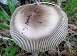 Amanita battarrae image