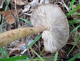 Amanita battarrae image