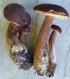 Tylopilus badiceps image