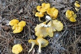 Cantharellus phasmatis image
