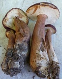 Tylopilus badiceps image