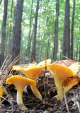 Cantharellus phasmatis image
