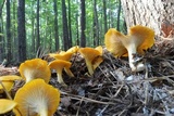 Cantharellus phasmatis image