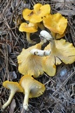 Cantharellus phasmatis image