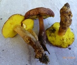 Aureoboletus innixus image