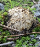 Scleroderma polyrhizum image