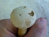 Tylopilus intermedius image