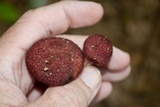 Suillus spraguei image