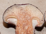 Suillus spraguei image