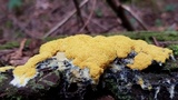Fuligo septica image