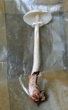 Amanita rubescens var. rubescens image