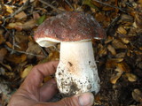 Boletus regineus image