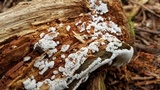 Ceratiomyxa fruticulosa var. fruticulosa image