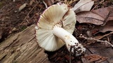 Russula xerampelina image