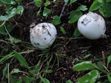 Amanita sect. Vaginatae image