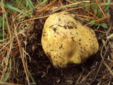 Rhizopogon occidentalis image