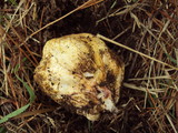 Rhizopogon occidentalis image