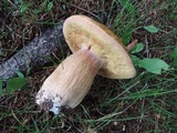 Boletus chippewaensis image