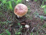 Boletus chippewaensis image
