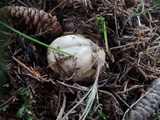 Boletus chippewaensis image