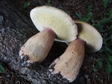Boletus chippewaensis image