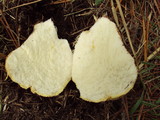 Rhizopogon occidentalis image