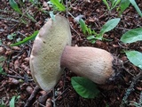 Boletus chippewaensis image