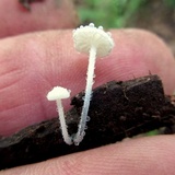 Tetrapyrgos nigripes image