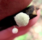 Tetrapyrgos nigripes image
