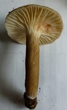 Lactarius gerardii var. subrubescens image